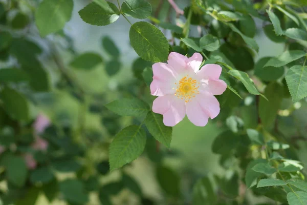 Vackra blommor i urskogen — Stockfoto