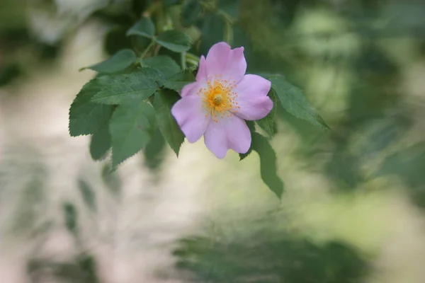 Hermosas flores en el bosque virgen — Foto de Stock