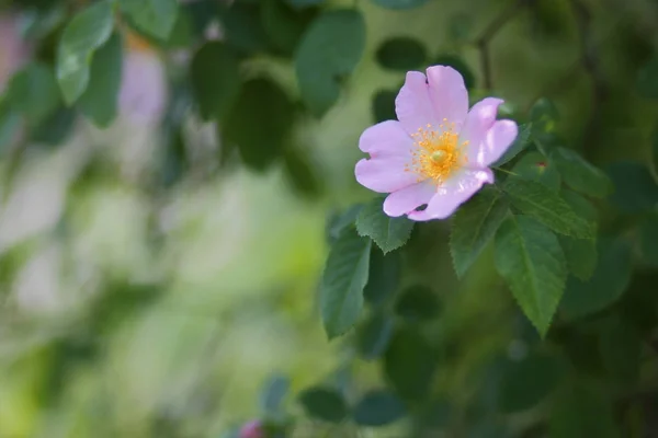 Vackra Blommor Urskogen — Stockfoto