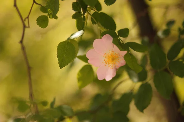 Belles Fleurs Dans Forêt Vierge — Photo