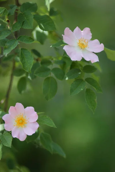 Lindas Flores Floresta Virgem — Fotografia de Stock