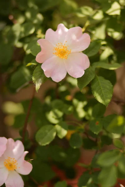 Lindas Flores Floresta Virgem — Fotografia de Stock