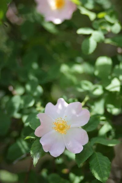 Hermosas Flores Bosque Virgen — Foto de Stock