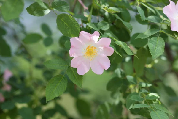 Vackra Blommor Urskogen — Stockfoto