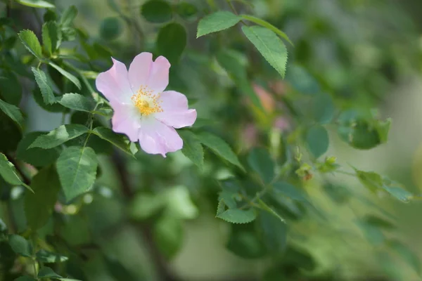 Hermosas Flores Bosque Virgen — Foto de Stock