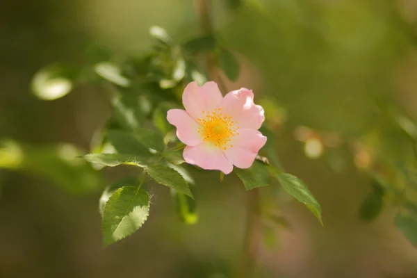 Beautiful Flowers Virgin Forest — Stock Photo, Image