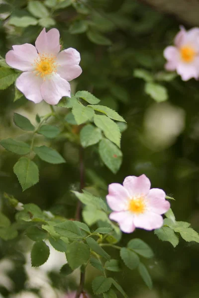 Hermosas Flores Bosque Virgen — Foto de Stock