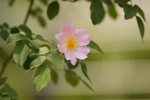 Vackra Blommor Urskogen — Stockfoto