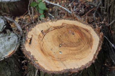 Ahşap giriş yaptıktan sonra