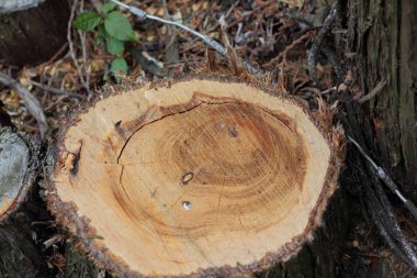 Ahşap giriş yaptıktan sonra