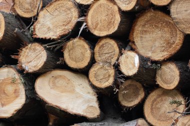 Ahşap giriş yaptıktan sonra