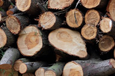 Ahşap giriş yaptıktan sonra