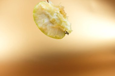 Apple saplama sanat pop sanat