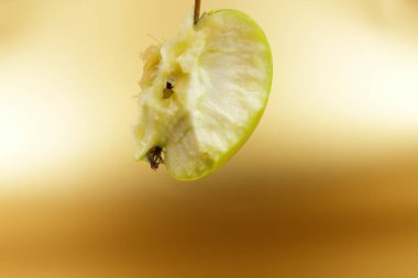 Apple saplama sanat pop sanat