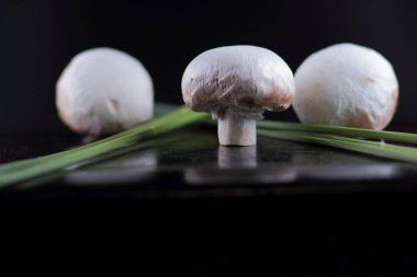 Sazlık ile orman mantar