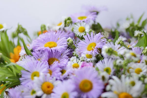 Zomerbloemen Uit Tuin — Stockfoto