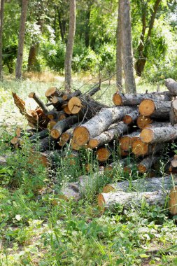 Ahşap giriş yaptıktan sonra