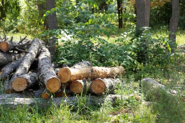 Ahşap giriş yaptıktan sonra