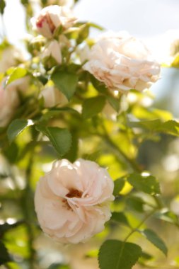 Bahçeden yaz çiçek