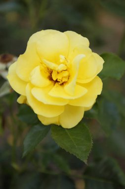 Bahçeden yaz çiçek