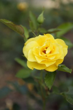 Bahçeden yaz çiçek