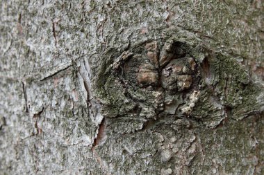 Uzaydan gelen bir ağaç desen