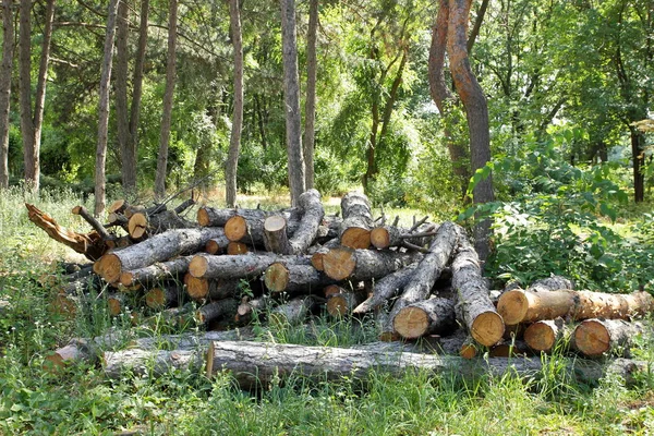 Legno dopo il taglio — Foto Stock