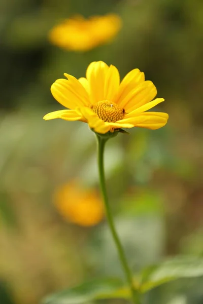 Flores de verano del jardín — Foto de Stock