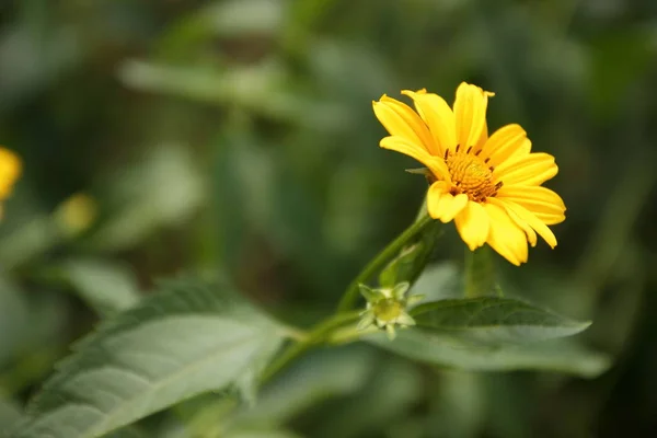 Flores de verano del jardín — Foto de Stock