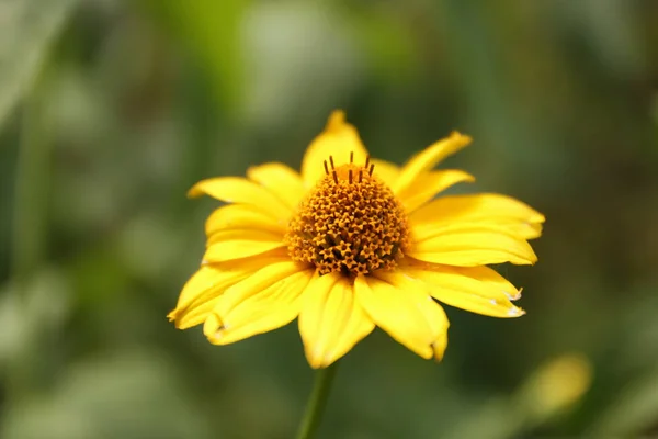 Flores de verano del jardín — Foto de Stock