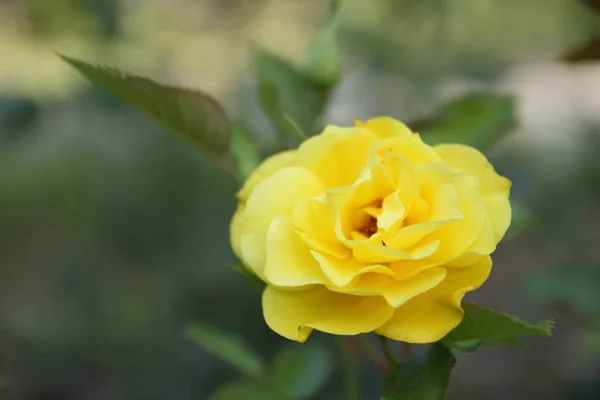 Flores Verano Del Jardín —  Fotos de Stock