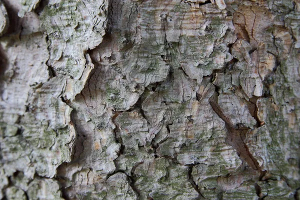 Modello su un albero dallo spazio — Foto Stock