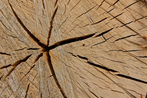 Modèle sur un arbre de l'espace — Photo