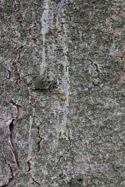 Modello su un albero dallo spazio — Foto Stock