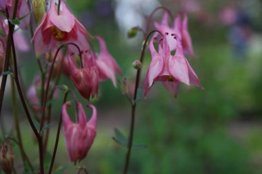 Bakir bir orman içinde güzel çiçekler
