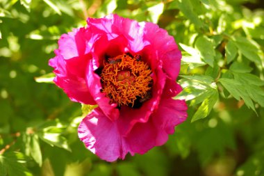 Bakir bir orman içinde güzel çiçekler