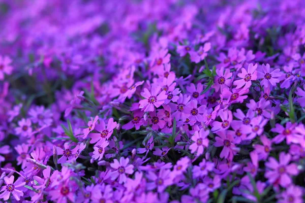 Piękne kwiaty w Puszczy — Zdjęcie stockowe