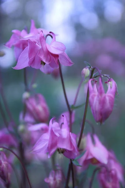 Piękne Kwiaty Puszczy — Zdjęcie stockowe