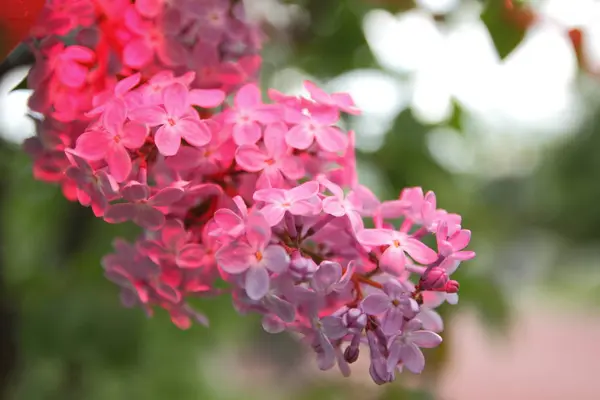 Blossoming lilacs in park — Stock Photo, Image