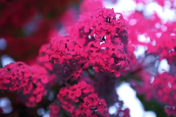 Blossoming lilacs in park — Stock Photo, Image