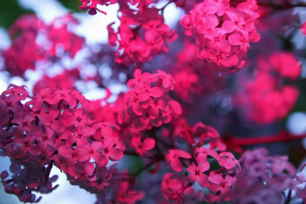 Blossoming lilacs in park — Stock Photo, Image