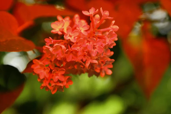 Blossoming Lilacs Park — Stock Photo, Image