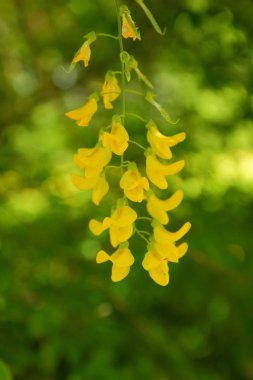 Mutluluk kokusu ile ilk çiçekler