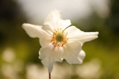 Mutluluk kokusu ile ilk çiçekler
