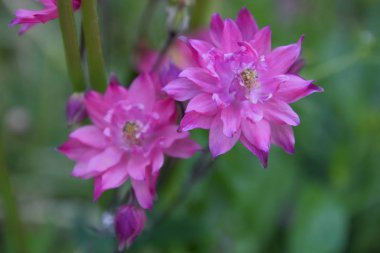 Mutluluk kokusu ile ilk çiçekler