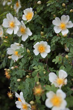 Mutluluk kokusu ile ilk çiçekler