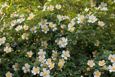 Mutluluk kokusu ile ilk çiçekler