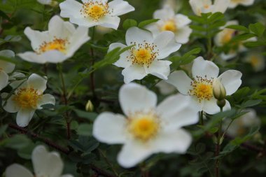 Mutluluk kokusu ile ilk çiçekler