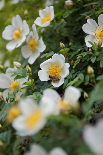 Pierwsze kwiaty zapach szczęścia — Zdjęcie stockowe
