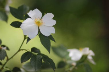 Mutluluk kokusu ile ilk çiçekler